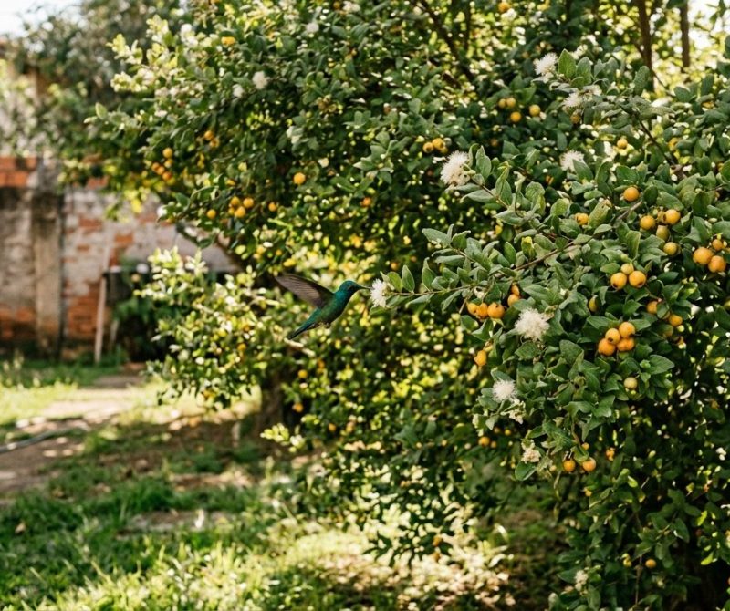 Gabiroba: a fruta amarela das avós que conquista casas modernas