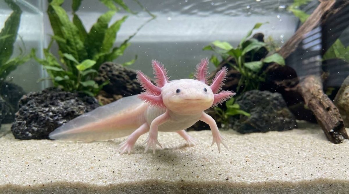 A salamandra capaz de reconstruir uma pata inteira depois de perdê-la e que virou modelo para pesquisas de regeneração