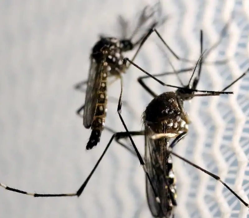 Quase metade das cidades brasileiras está em alerta para a dengue