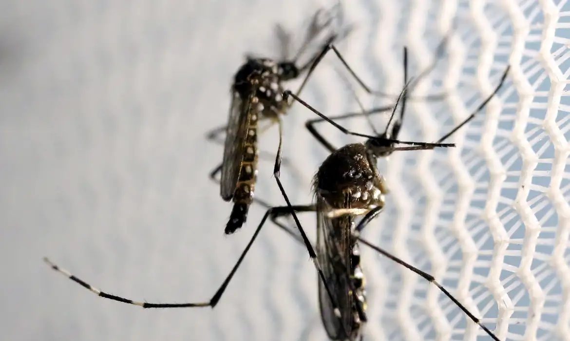 Aedes aegypti: quase metade dos municípios está em alerta ou risco