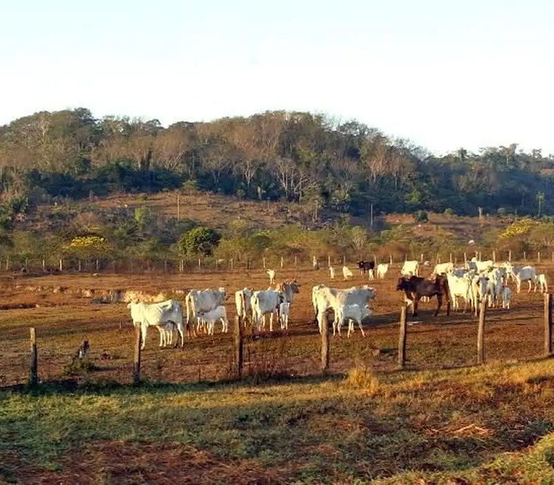 Agropecuária avança sobre zonas preservadas e atinge 30,5% do entorno na Amazônia