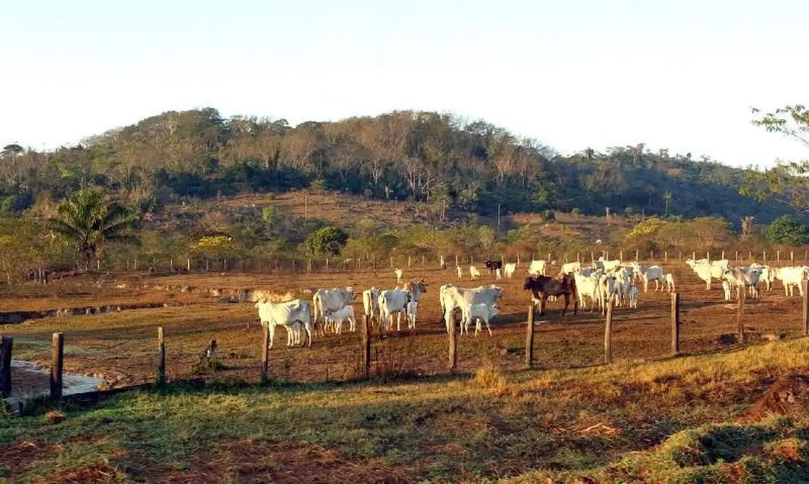 Agropecuária ocupa territórios próximos aos preservados na Amazônia