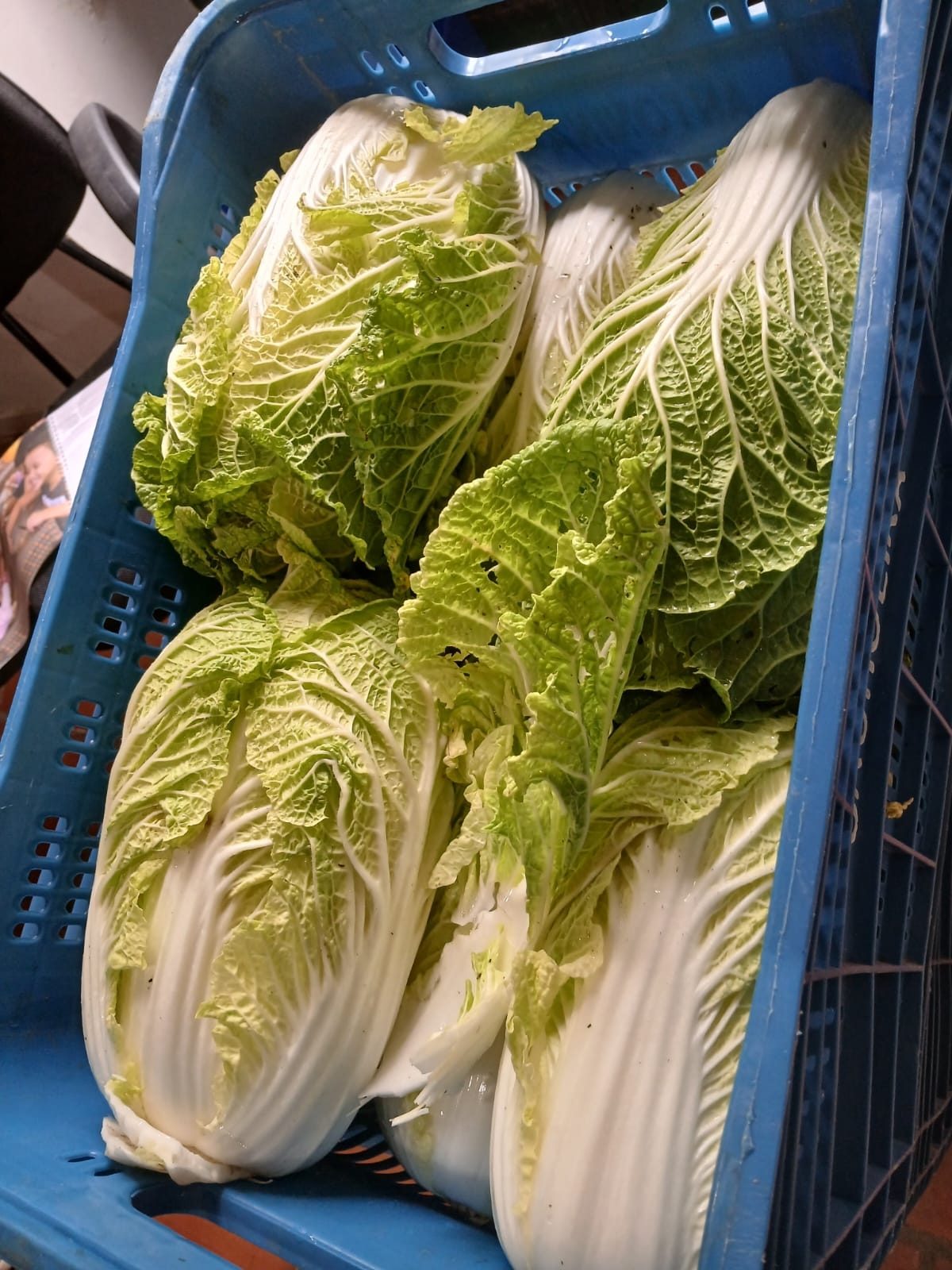 ALIMENTO QUE VEM DO CAMPO E CHEGA À MESA DAS FAMÍLIAS DE ANTONINA!