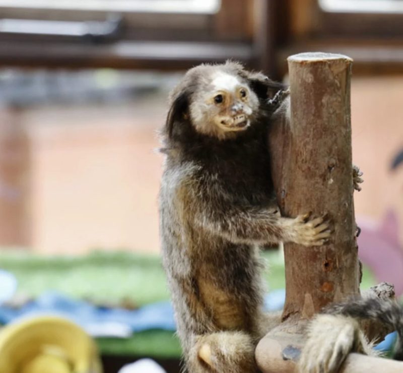 Animais exóticos se espalham em parques de Curitiba e são confundidos com pets