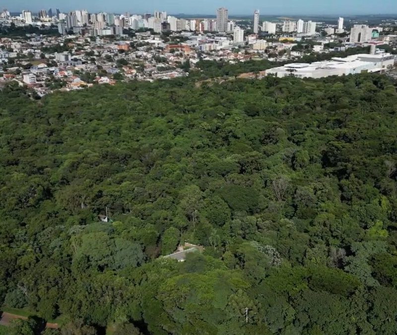 Mata nativa do paraná fica mais fragmentada e isolada, diz estudo
