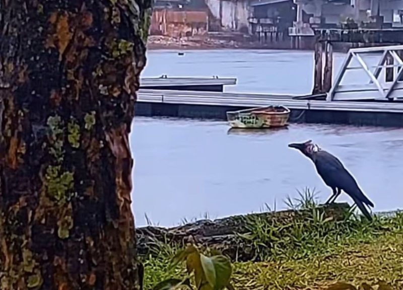 Corvo-indiano é flagrado em Paranaguá e ameaça fauna local