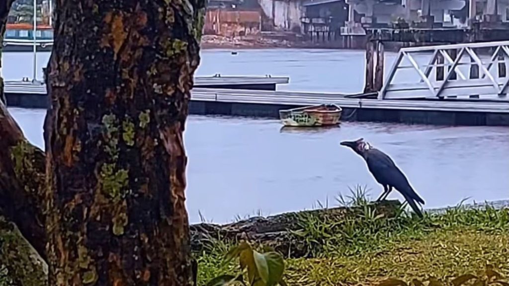 Ave asiática é flagrada em Paranaguá e preocupa especialistas