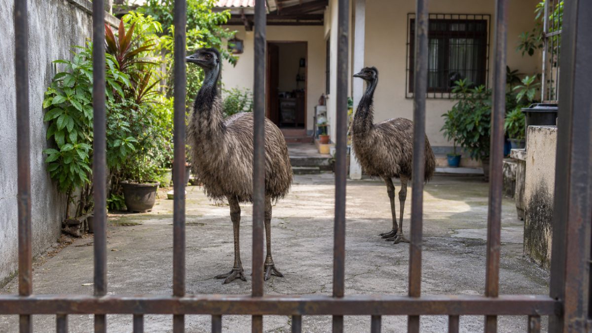 Ave australiana de quase dois metros aparece correndo entre carros num viaduto do Rio, polícia encontra outro exemplar dentro de uma casa e ambos são encaminhados para cuidados