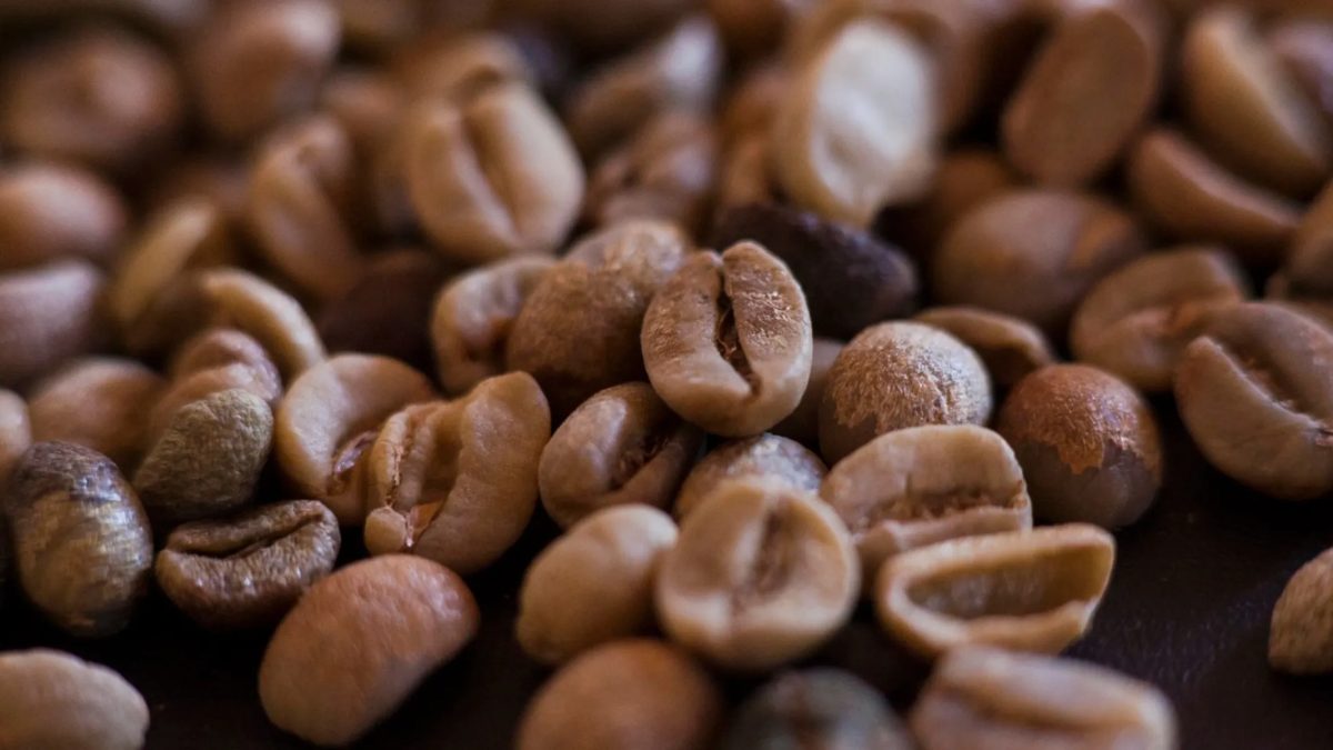 Café no Paraná: como um plano busca reverter décadas de queda e ampliar produção até 2038