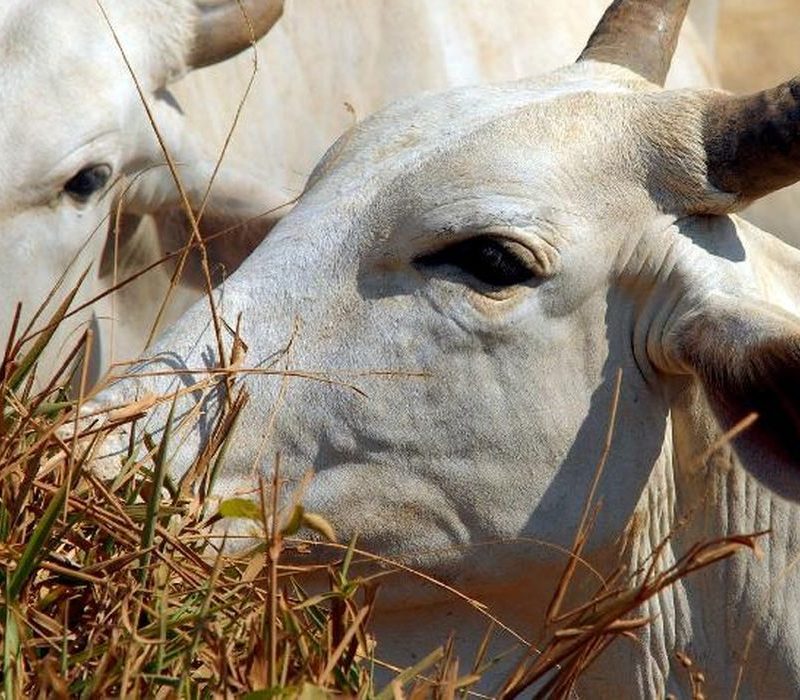 Carne bovina do Brasil sofre tarifa de 67% ao entrar no mercado da China