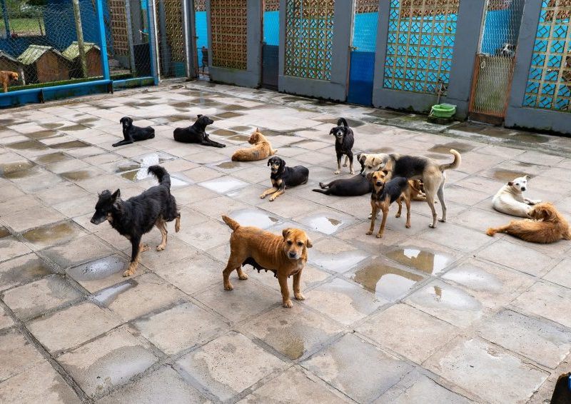 Censo animal mapeia ilhas de Paranaguá para planejar políticas públicas