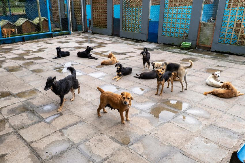 Censo animal mapeia ilhas de Paranaguá para planejar políticas públicas