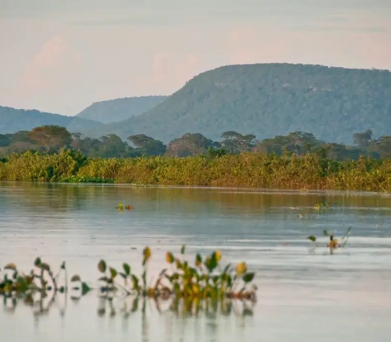 Cerrado perdeu área de vegetação ribeirinha equivalente ao Amapá