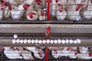 China restringe frango catarinense e México barra todo o país