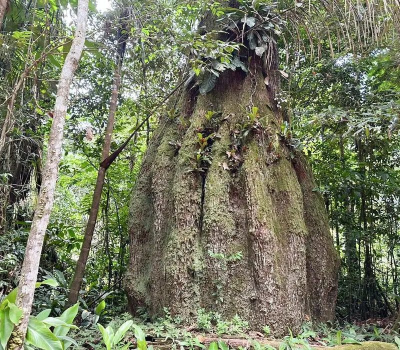Novo congresso nacional terá 70% de oposição à pauta ambiental