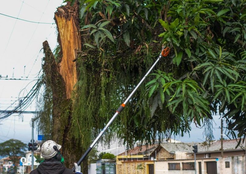 Retirada de árvores em Paranaguá exige aval técnico da prefeitura