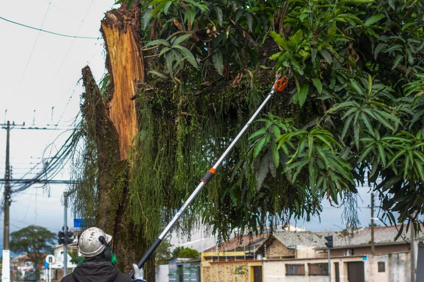 Corte de árvores em Paranaguá depende de autorização e avaliação técnica da Secretaria de Meio Ambiente
