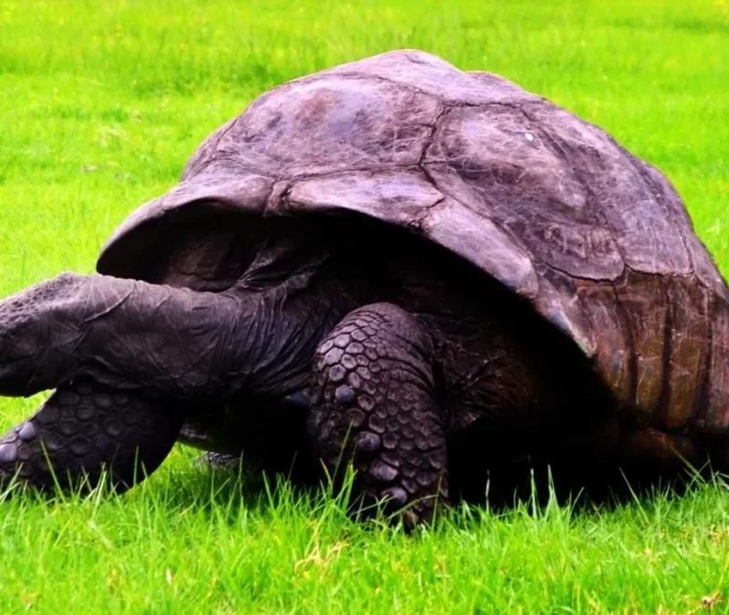 Segredos genéticos da tartaruga mais velha do mundo revelados