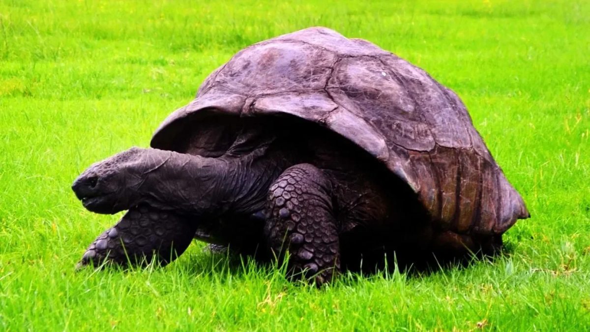 Descoberta sobre animal mais velho do mundo pode ser chave para a longevidade