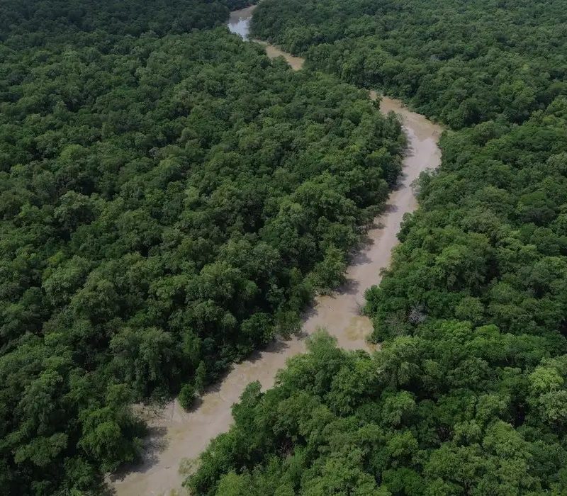 Desmatamento cai 41,8% na Amazônia e 23,8% no Cerrado em um ano