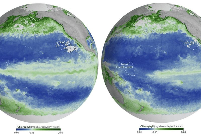 El Niño altera cor do oceano Pacífico e ameaça a vida marinha