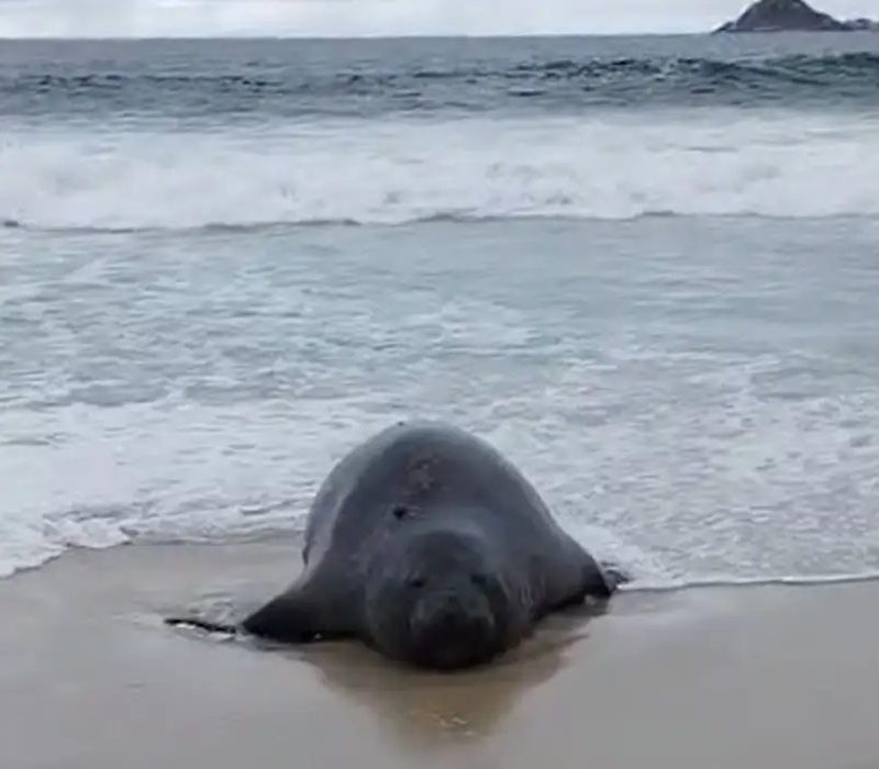 Elefante-marinho surpreende banhistas na praia de São Conrado, no Rio