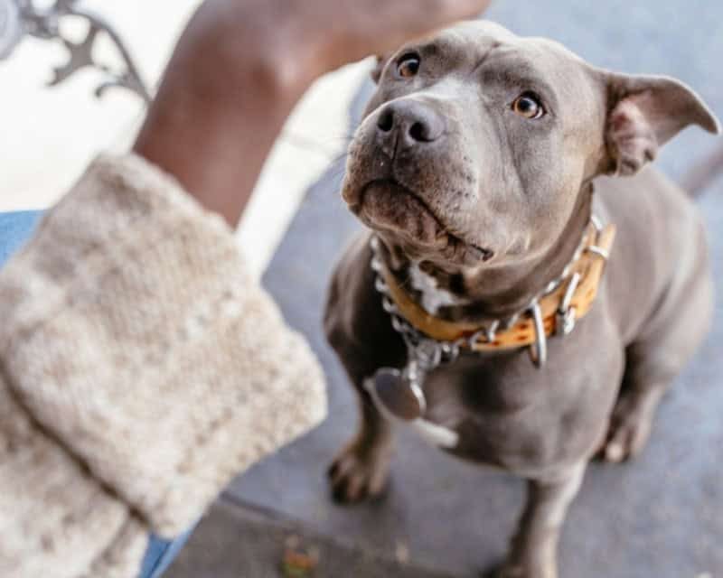 Estudo revela segredo genético sobre por que cães grandes vivem menos