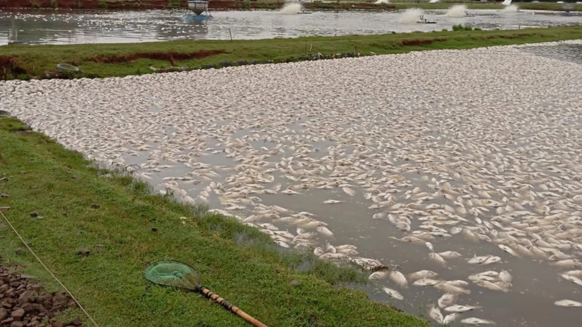 Apagão no Paraná mata 230 toneladas de peixes e gera prejuízo