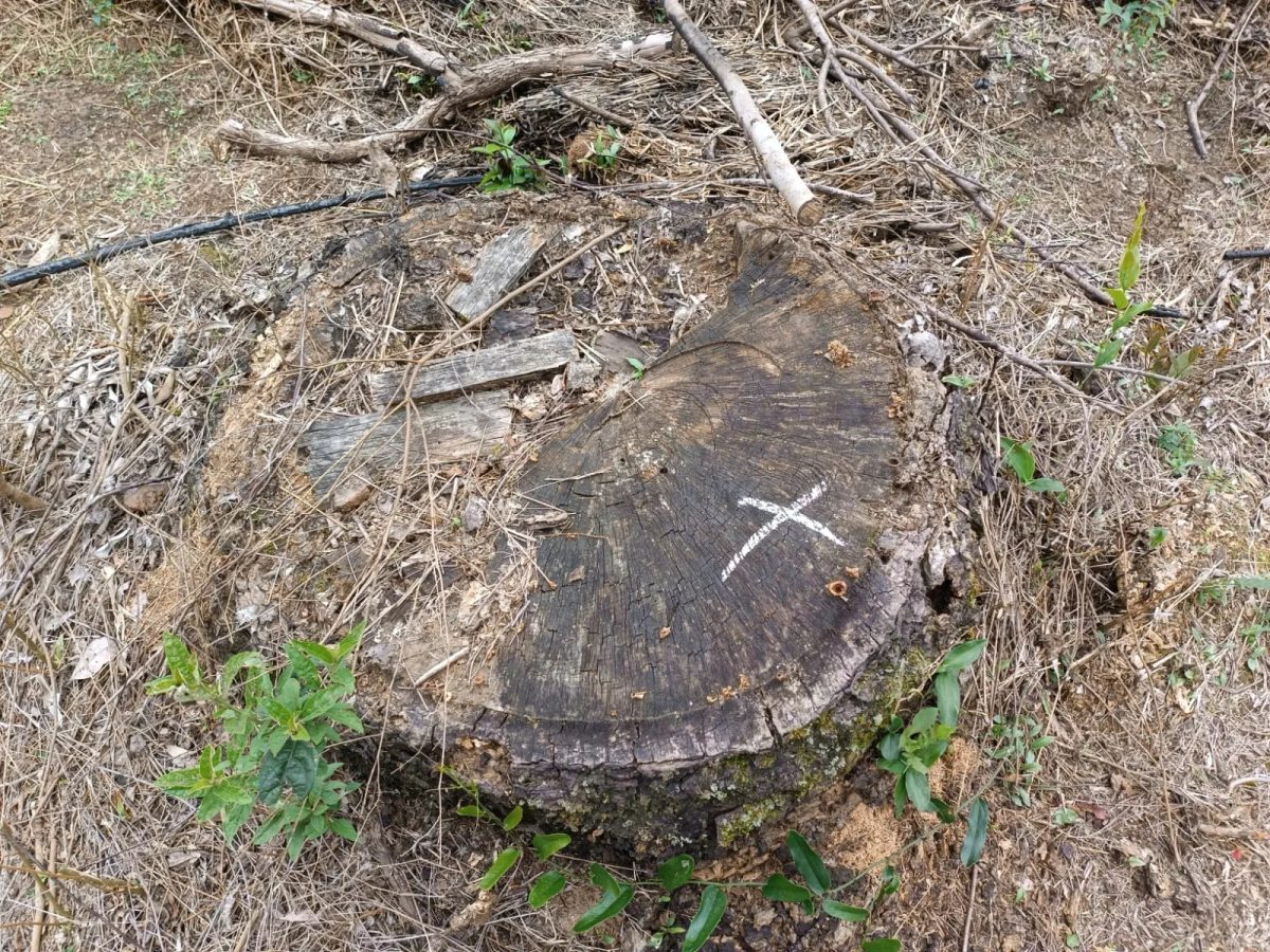 Fazendeiro é multado em R$ 55 mil por cortar 40 araucárias e mais 44 mil m² de floresta no PR para plantar eucalipto para vender madeira