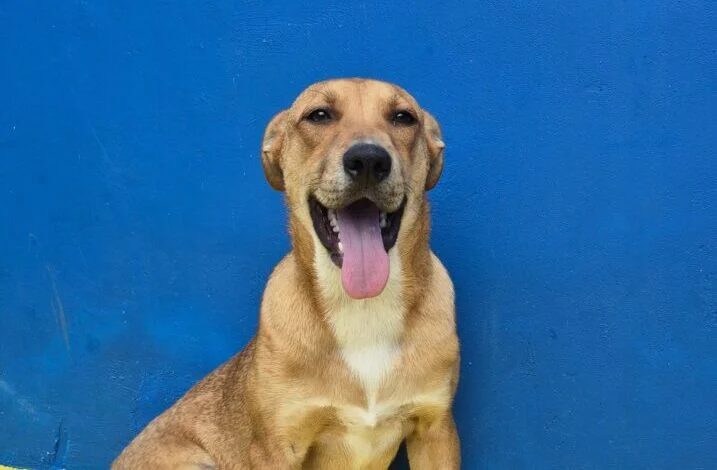 Curitiba sedia evento infantil focado na adoção de pets