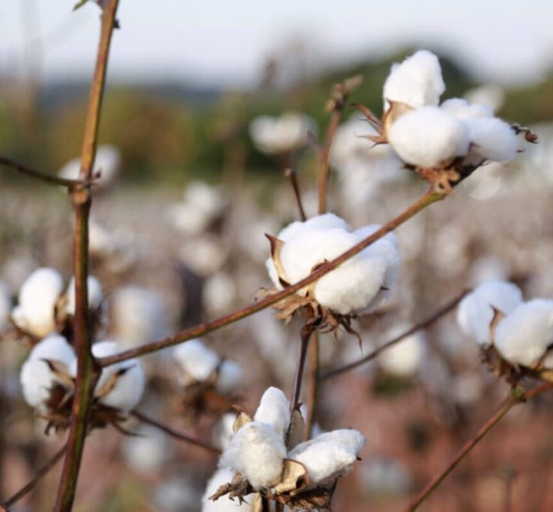 Alta das fibras naturais impulsiona o retorno do cultivo de algodão no Paraná