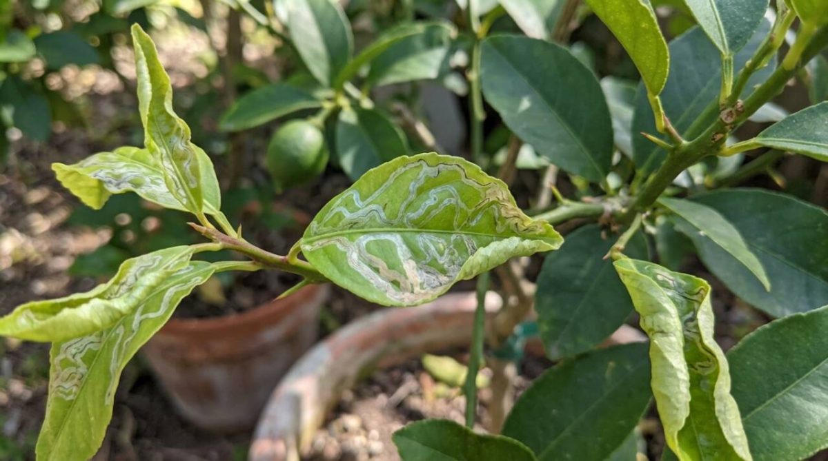 Folhas do limoeiro aparecem com trilhas claras e enroladas mesmo sem lagartas visíveis, sinal típico de uma praga que se alimenta dentro da própria folha