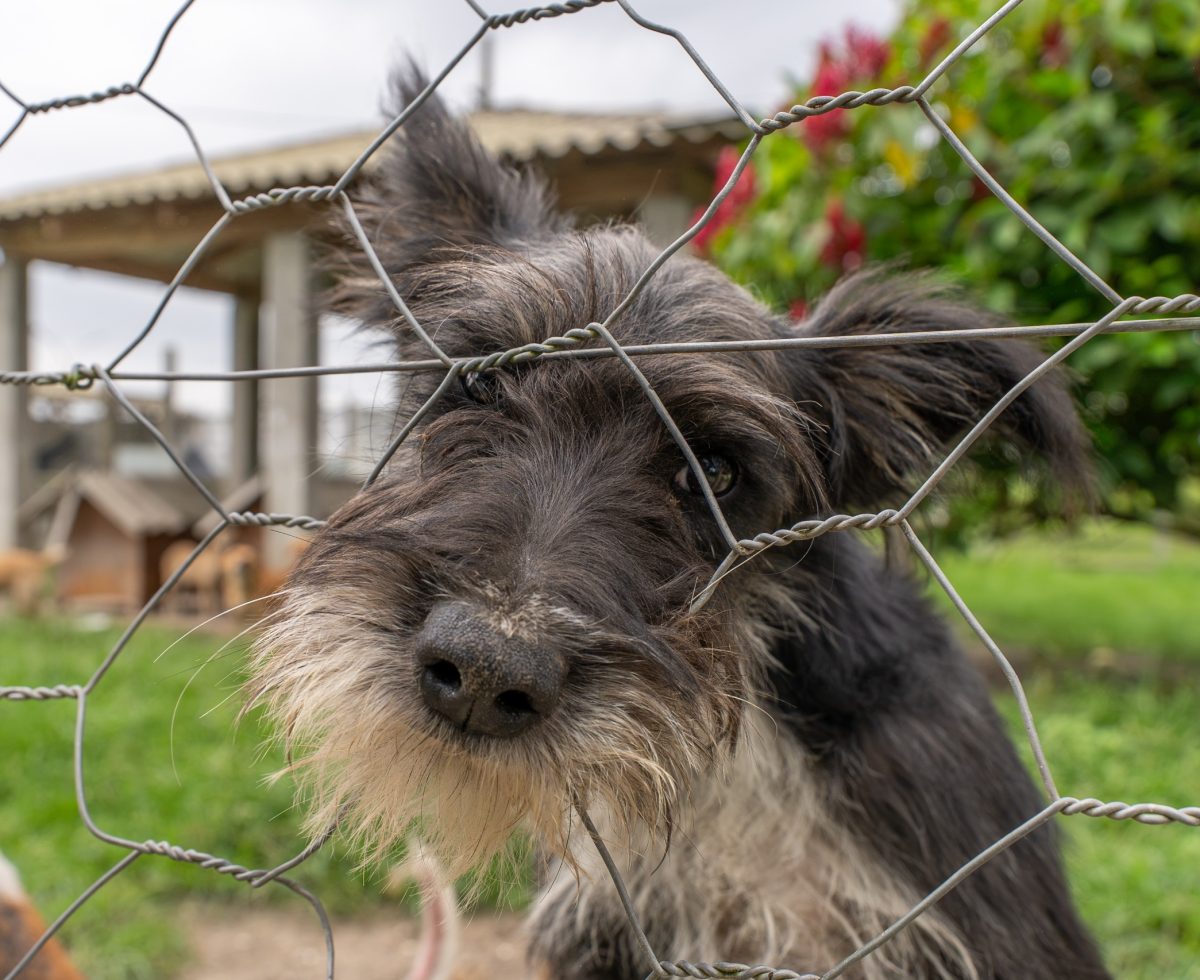 Paranaguá realiza censo de cães e gatos em oito comunidades insulares