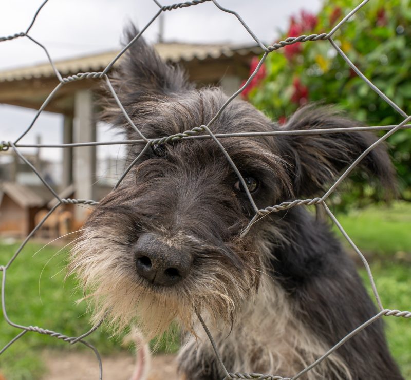 Paranaguá realiza censo de cães e gatos em oito comunidades insulares