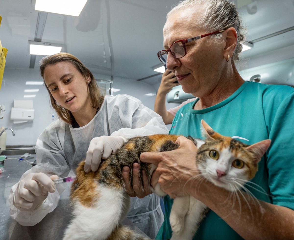 VetMóvel Paraná oferece vacinação gratuita para cães e gatos na Ilha dos Valadares