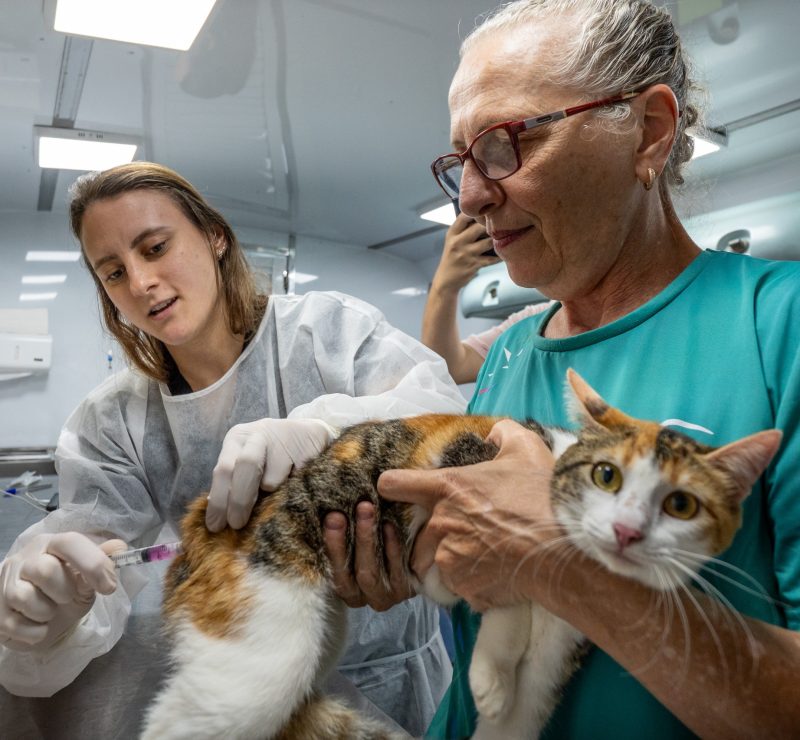 VetMóvel Paraná oferece vacinação gratuita para cães e gatos na Ilha dos Valadares