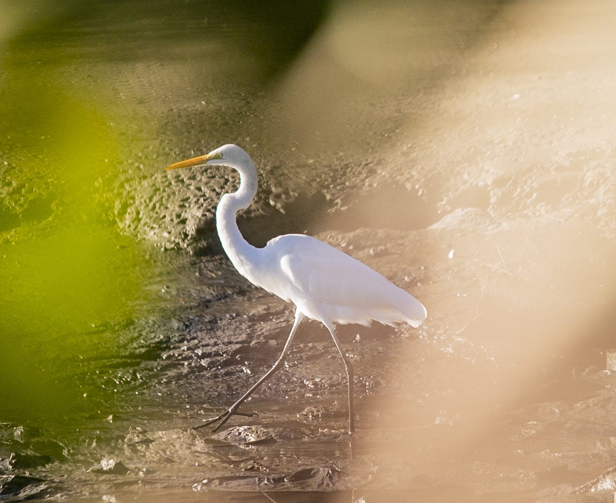 Porto de Paranaguá registra quase 25 mil aves em monitoramento ambiental