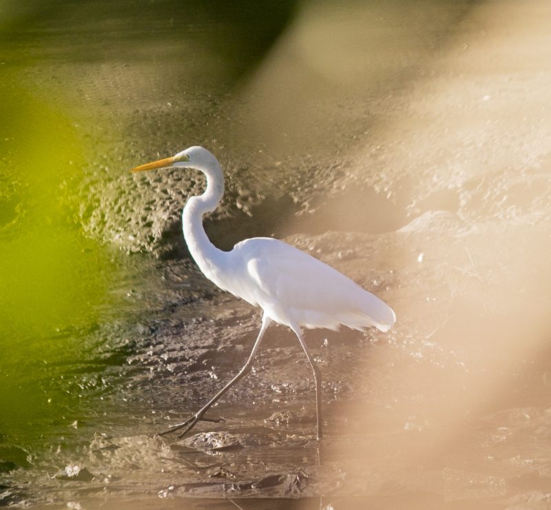 Porto de Paranaguá registra quase 25 mil aves em monitoramento ambiental