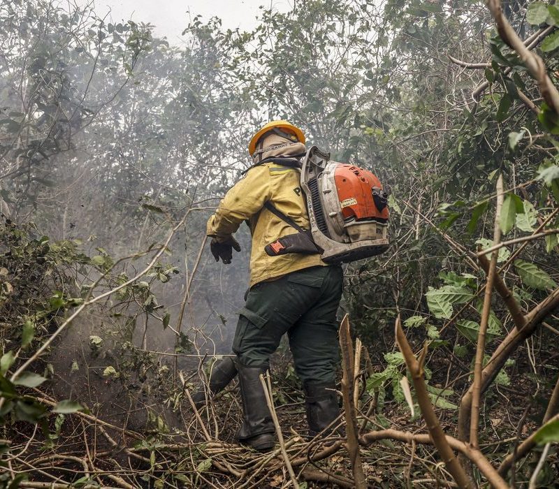 Incêndios florestais no Amazonas disparam e governo aponta crime ambiental