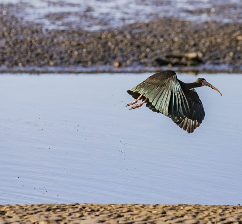 Litoral do paraná registra quase 25 mil aves em área portuária