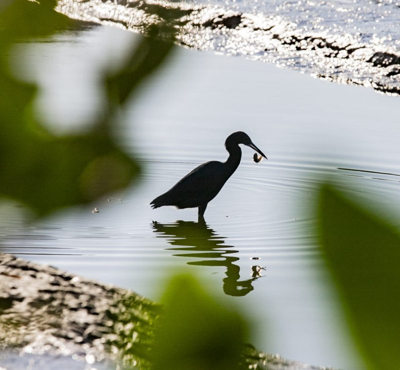 Porto de Paranaguá contabiliza quase 25 mil aves no litoral