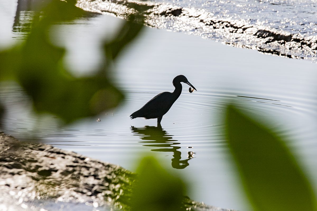 Monitoramento no Porto de Paranaguá registra quase 25 mil aves no 1º semestre e reforça ações de conservação no Litoral