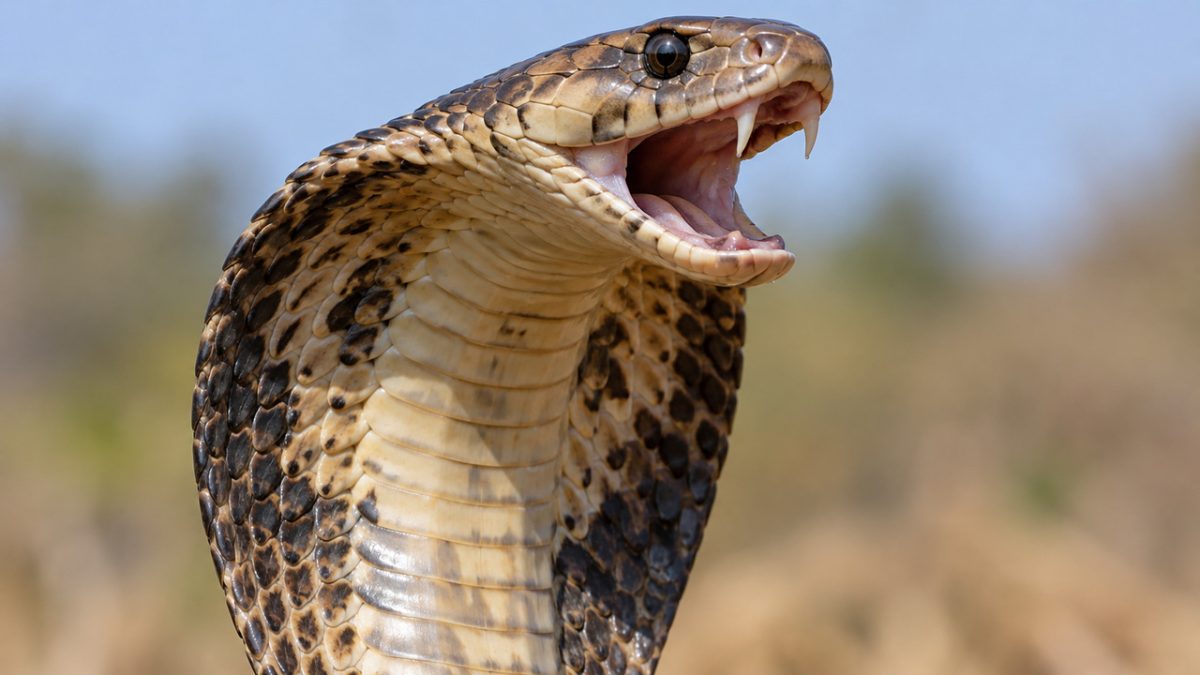 Nem todas as cobras precisam morder para atacar: algumas conseguem lançar veneno diretamente nos olhos de quem se aproxima