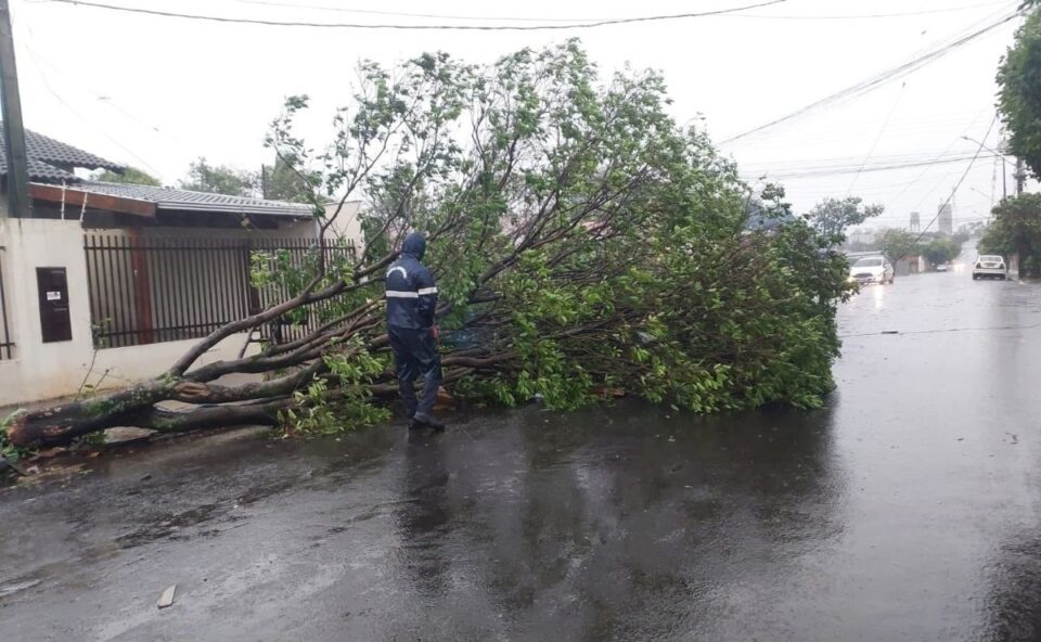 Novo balanço: estragos aumentam e Londrina chega a 100 ocorrências após temporal; 73 árvores caíram