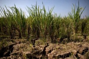 El Niño extremo ameaça economia global e força investidores a mudarem estratégias