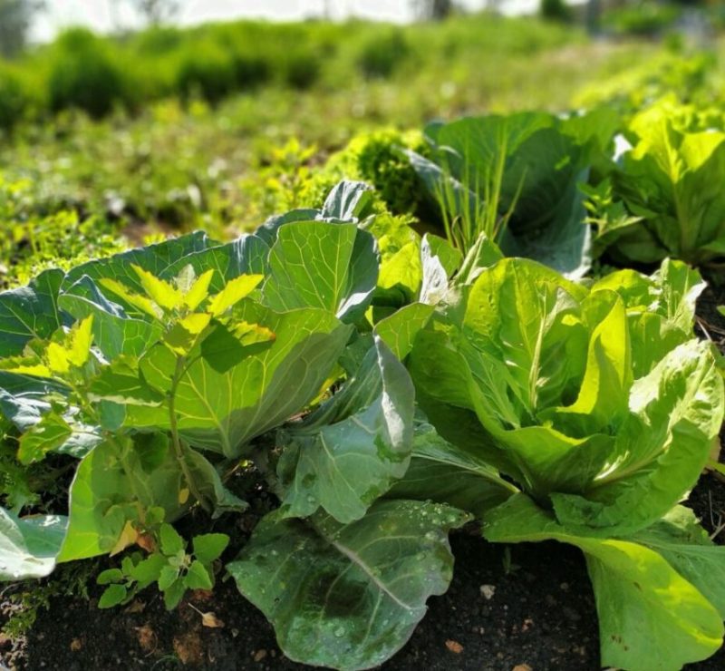 Paraná investirá R$ 39 milhões em 13 projetos de agroecologia; confira em quais municípios