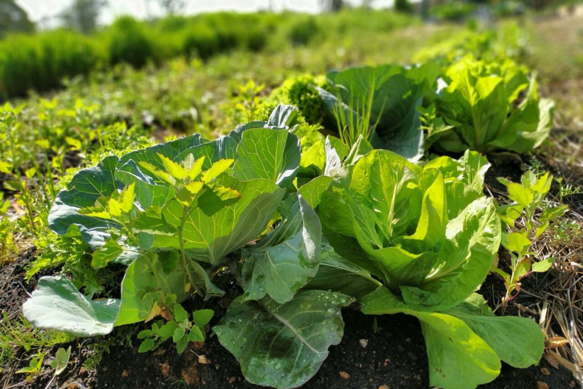 Paraná investirá R$ 39 milhões em 13 projetos de agroecologia; confira em quais municípios