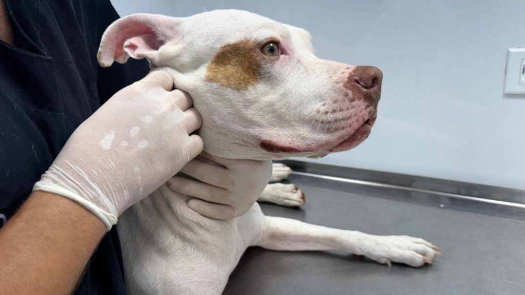 Paranaguá terá vacinação antirrábica gratuita para cães e gatos em quatro dias de mutirões