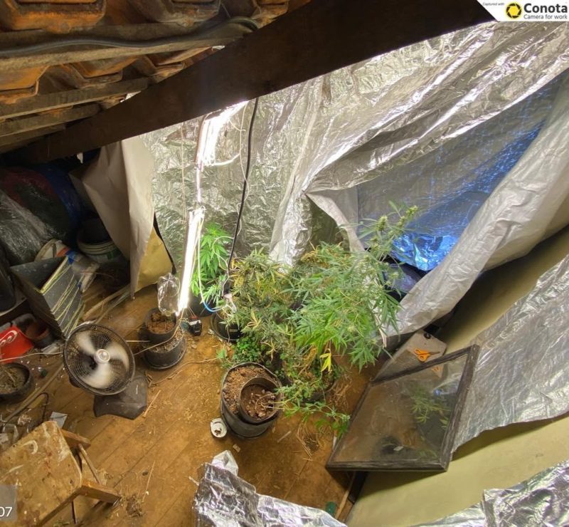 Homem é preso em flagrante por cultivo de maconha no Sudoeste do PR