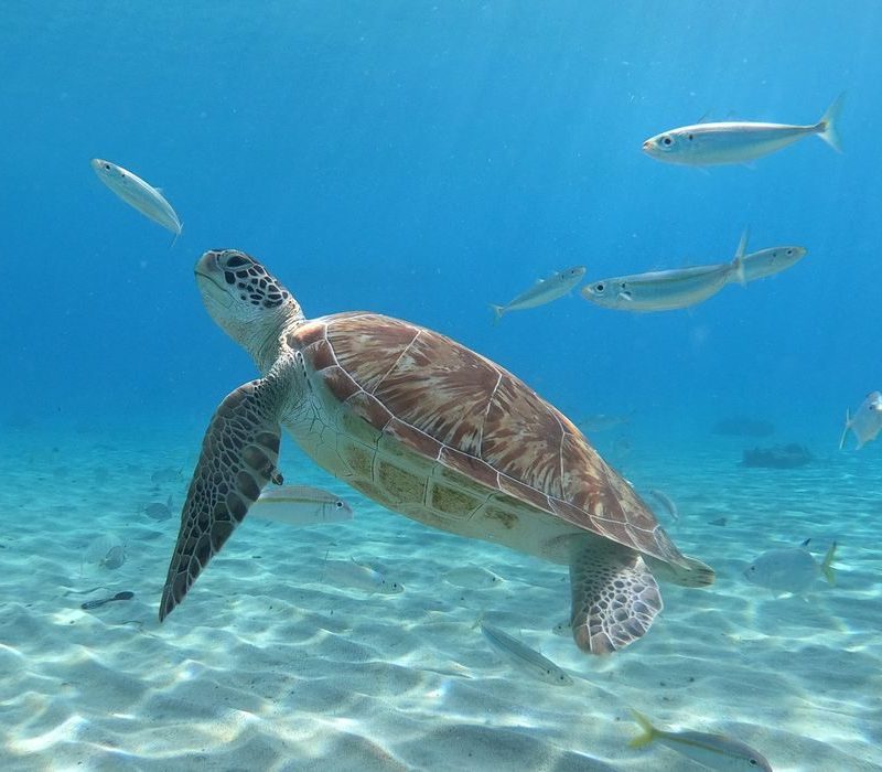 Pesquisa revela presença de bactérias de plástico em tartarugas no Rio